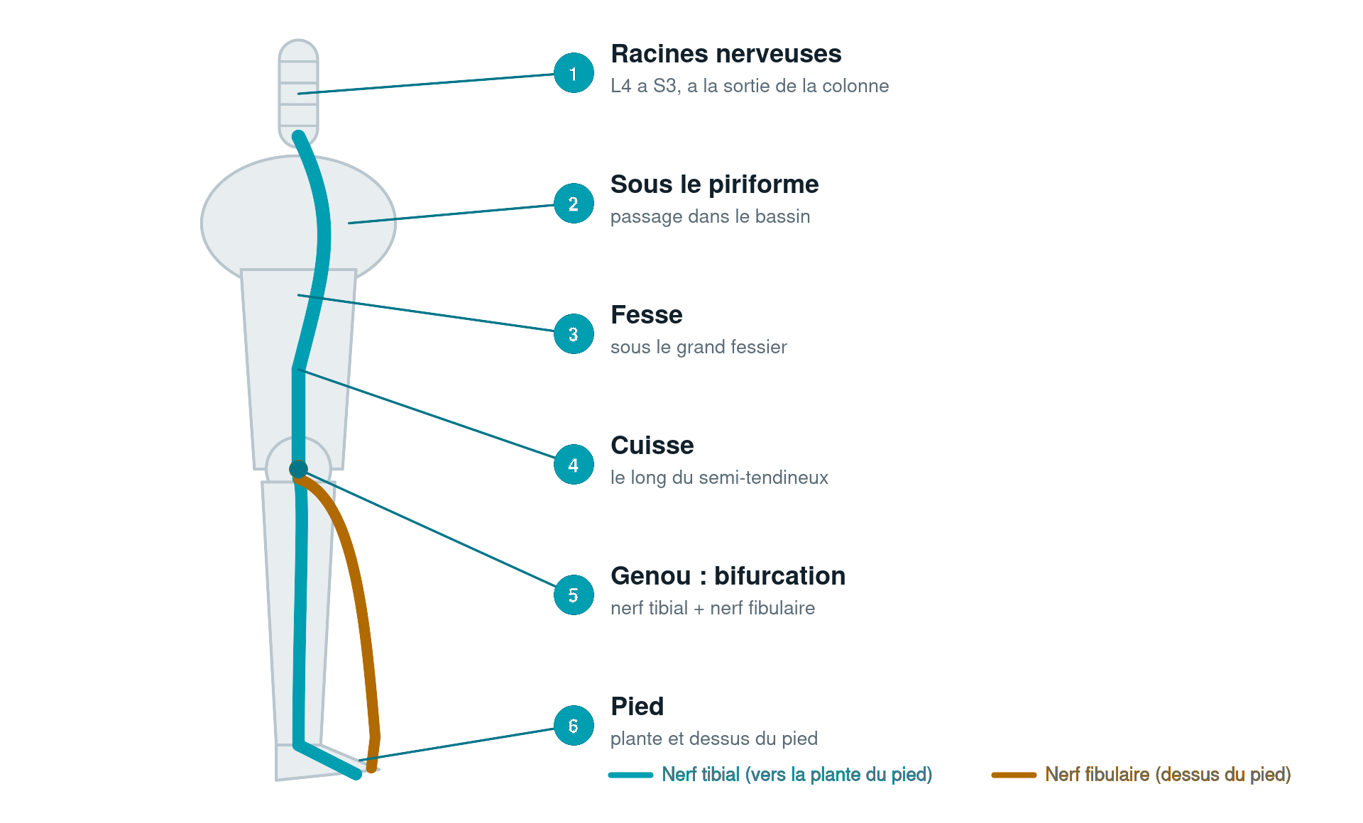 Schéma du trajet du nerf sciatique depuis les racines lombaires jusqu'au pied, avec bifurcation au genou en nerf tibial et nerf fibulaire